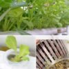 Hydroponic Plastic Fixing Basket